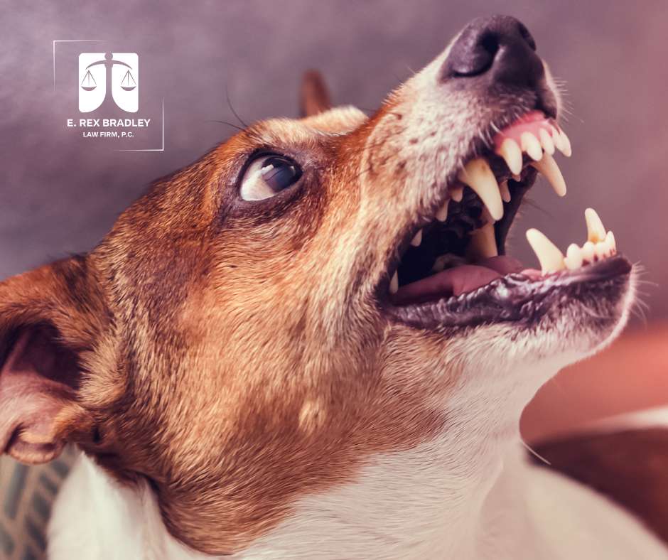 Dog Bite Injuries in Missouri: Understanding Liability